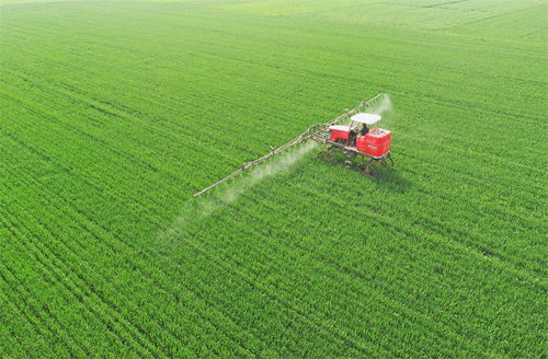 河北邢臺市南和區 麥田管護保豐收