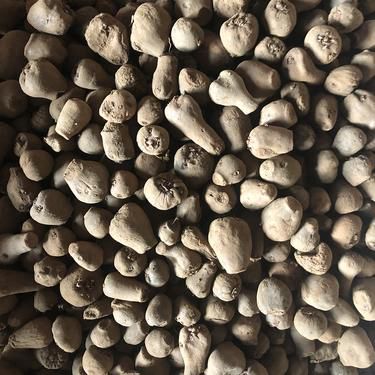 種子公司在哪里