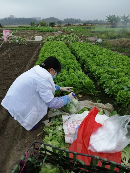 江門開平市人民政府門戶網站