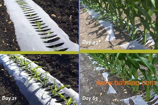 黑白地膜 黑白地膜價格