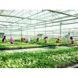 濮陽市農(nóng)業(yè)產(chǎn)業(yè)優(yōu)勢(shì) 專業(yè)生產(chǎn)、批發(fā)與供應(yīng)一體化的現(xiàn)代農(nóng)業(yè)基地