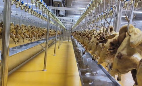 豐都非遺陶壇 酵醒美味，振興農(nóng)業(yè)