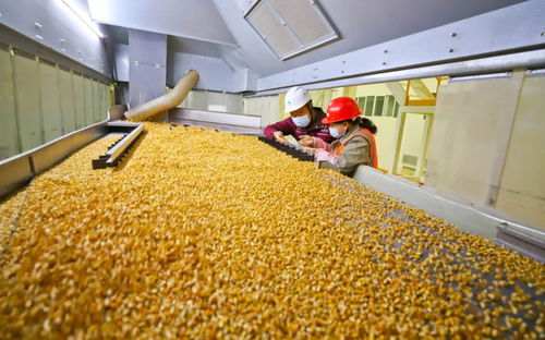 攥緊中國(guó)種子 創(chuàng)新驅(qū)動(dòng)下的農(nóng)業(yè)品種革命