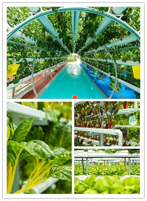 中秋有氧之旅 探訪益陽(yáng)現(xiàn)代農(nóng)業(yè)嘉年華，與湖南衛(wèi)視李銳村長(zhǎng)共度佳節(jié)