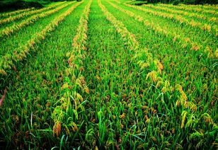 云南農(nóng)業(yè)信息網(wǎng) 推動(dòng)農(nóng)業(yè)現(xiàn)代化的重要平臺(tái)