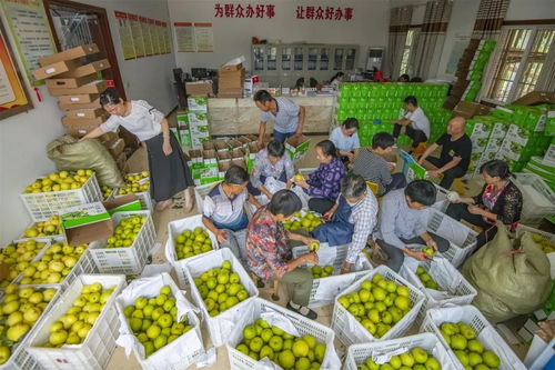 重慶萬(wàn)州長(zhǎng)嶺村委會(huì)辦公室變身加工廠，助推農(nóng)產(chǎn)品外銷(xiāo)助力鄉(xiāng)村振興