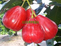 防城港天紅農(nóng)業(yè) 優(yōu)質(zhì)蓮霧果的可靠供應(yīng)商